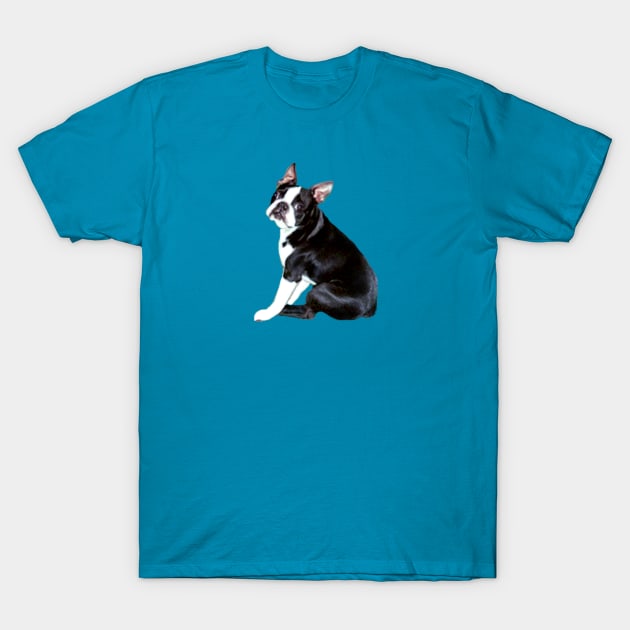 A Boston Terrier - Just the Dog T-Shirt by Dogs Galore and More